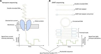 Can long-read sequencing tackle the barriers, which the next-generation could not? A review